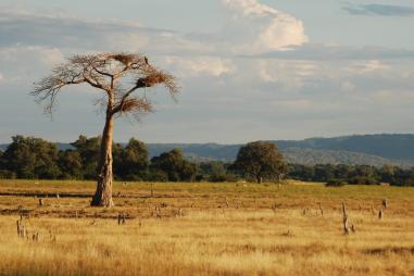 A baobab tree in the landscape of rural Zambia
