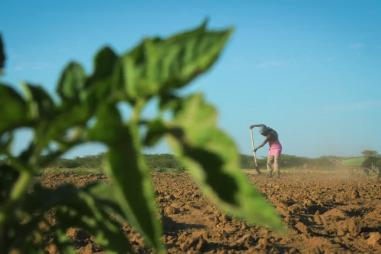 Working in farmland