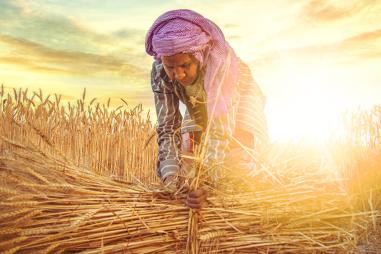 photograph of a woman harvesting crops