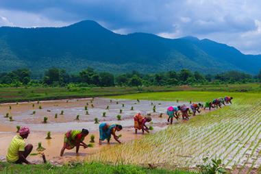 photo of women working in rice fields in India with a backdrop of hills